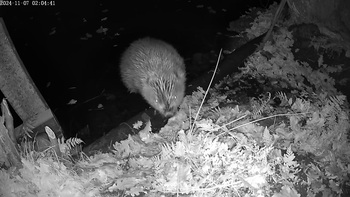 Bever