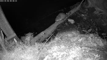 Muskusrat