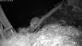 Muskusrat