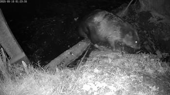 Bever
