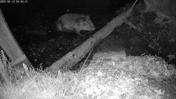 Bever
