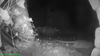 Bruine rat