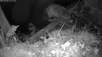 Bever