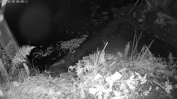 Bever
