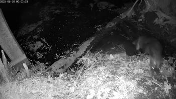 Otter
