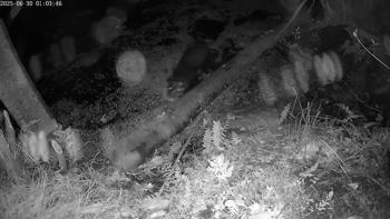 Otter
