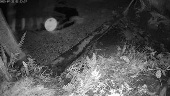 Otter