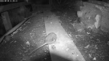 Bruine rat