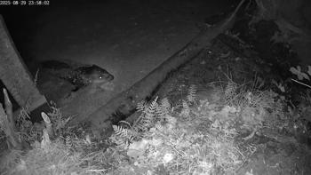 Bever