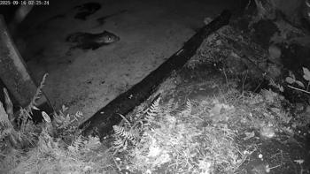 Bever aan land