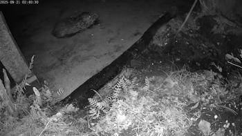 Bever