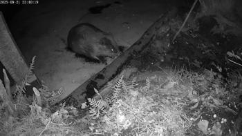 Bever