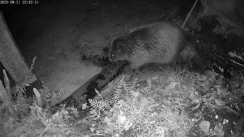 Bever