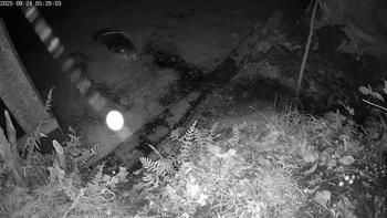 Bever, doet ie het wel of doet ie het niet…