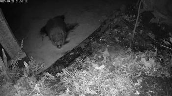 Bever