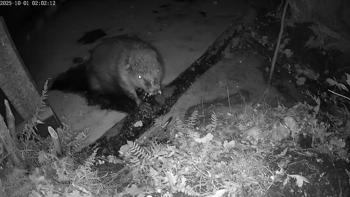 Bever