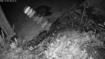 Bever