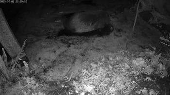 Bever