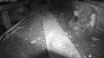 Bruine rat en warw muis