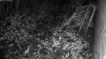 Nieuwe kat in de buurt