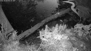Blauwe reiger