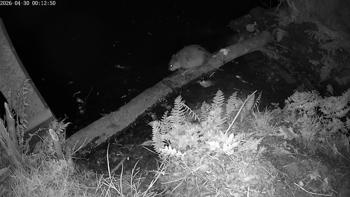 Muskusrat