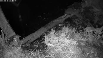Muskusrat