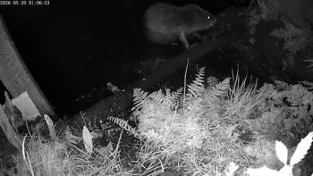 Bever