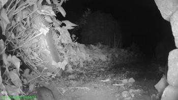 Ware muis
