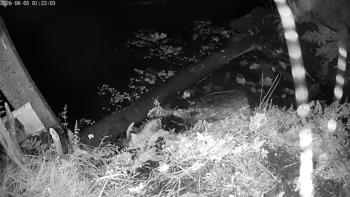 Otter