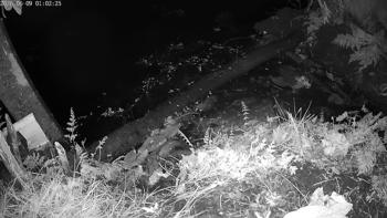 Bruine rat