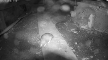 Bruine rat