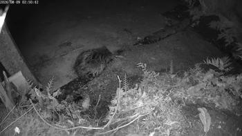 Bever