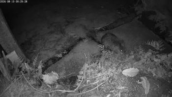 Bever