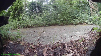 Roodborst