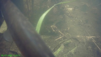 Snoek