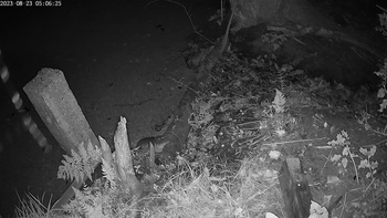 Rat en grote kever?
