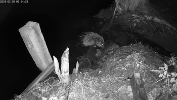 Bever