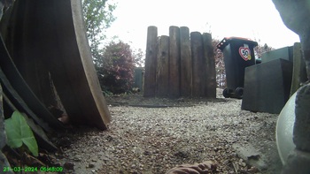 Roodborst