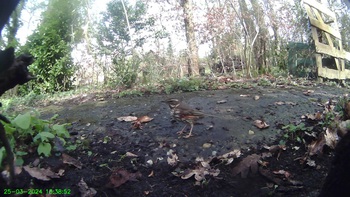 Koperwiek