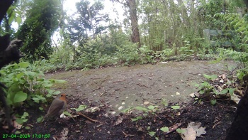 Roodborst