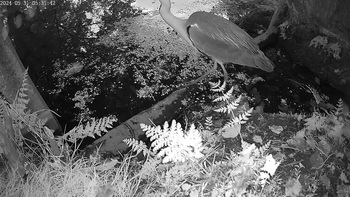 Blauwe reiger