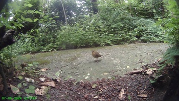 Roodborst