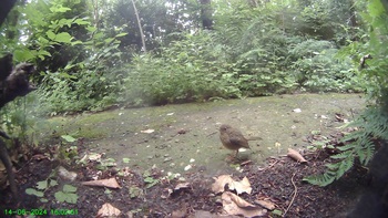 Roodborst