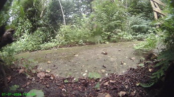 Heggenmus