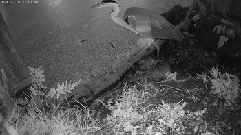 Blauwe reiger
